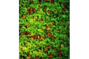 Immunofluorescence (IF) image for anti-Dermatopontin (DPT) antibody (ABIN3003244) (Dermatopontin antibody)