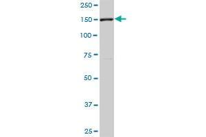FHOD1 MaxPab polyclonal antibody. (FHOD1 antibody  (AA 1-1164))