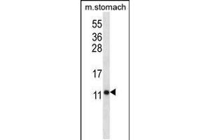 Western blot analysis in mouse stomach tissue lysates (35ug/lane). (ATP5J antibody  (AA 28-56))