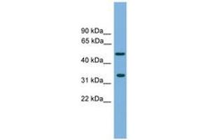 Image no. 1 for anti-Craniofacial Development Protein 1 (CFDP1) (AA 215-264) antibody (ABIN6744941) (CFDP1 antibody  (AA 215-264))