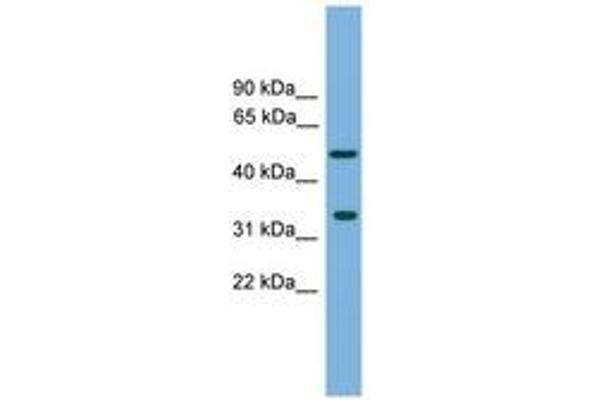 CFDP1 antibody  (AA 215-264)