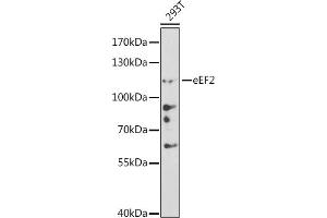 Western blot analysis of extracts of 293T cells, using eEF2 antibody (ABIN6129574, ABIN6139953, ABIN6139954 and ABIN6213616) at 1:500 dilution. (EEF2 antibody  (AA 1-290))