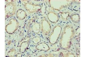 Immunohistochemistry of paraffin-embedded human kidney tissue using ABIN7157146 at dilution of 1:100 (IZUMO4 antibody  (AA 16-214))
