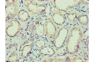 Immunohistochemistry of paraffin-embedded human kidney tissue using ABIN7157146 at dilution of 1:100