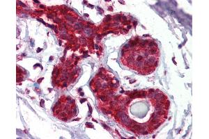 Anti-EIF4EBP1 / 4EBP1 antibody IHC of human breast. (eIF4EBP1 antibody  (AA 101-118))