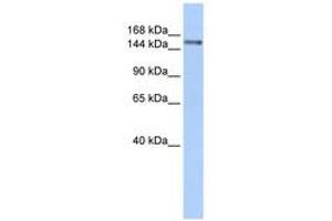 Image no. 1 for anti-Symplekin (SYMPK) (AA 180-229) antibody (ABIN6740784) (Symplekin antibody  (AA 180-229))