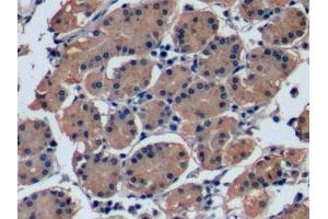 Detection of FGF21 in Human Stomach Tissue using Monoclonal Antibody to Fibroblast Growth Factor 21 (FGF21) (FGF21 antibody  (AA 29-209))