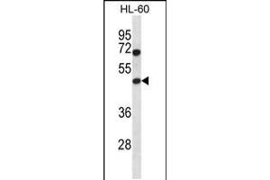 Western blot analysis in HL-60 cell line lysates (35ug/lane). (HAT1 antibody  (N-Term))