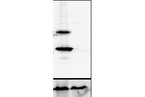 Western Blotting (WB) image for anti-Cathepsin D (CTSD) (C-Term) antibody (ABIN6254163) (Cathepsin D antibody  (C-Term))