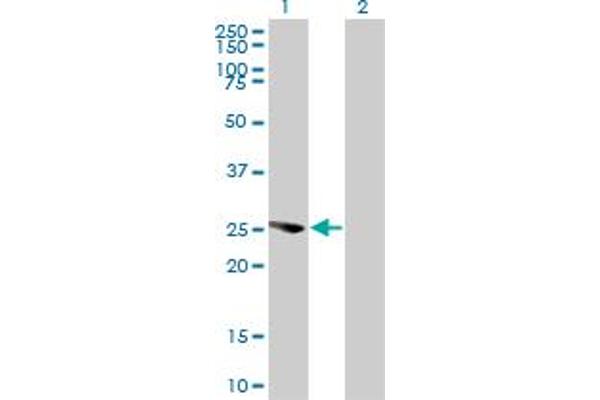 EXOSC4 antibody  (AA 1-100)