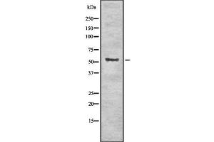 Western blot analysis of Krs-1/2 using NIH-3T3 whole cell lysates (Krs-1/2 antibody)