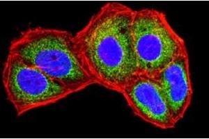 Immunofluorescence analysis of Hela cells using IL1B mouse mAb (green). (IL-1 beta antibody  (AA 117-269))
