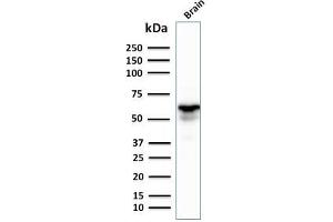 Western Blot Analysis of human Brain tissue lysate using GAD1 (GAD67) Mouse Monoclonal Antibody (GAD1/2391). (GAD antibody  (AA 72-135))