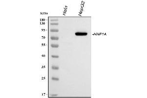 Western blot analysis of HNF1/HNF1A using anti-HNF1/HNF1A antibody (ABIN3042451).