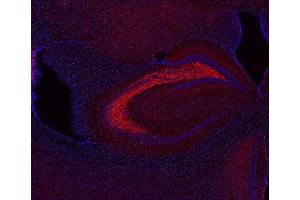 Indirect immunostaining of PFA fixed mouse brain section (dilution 1 : 200; red). (SV2C antibody  (AA 2-16))