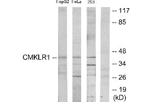 Western blot analysis of extracts from HepG2 cells, HeLa cells and 293 cells, using CMKLR1 antibody. (CMKLR1 antibody)