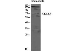 Western Blot analysis of mouse-musle cells using COL4A1 Polyclonal Antibody diluted at 1:500 (COL4A1 antibody  (N-Term))