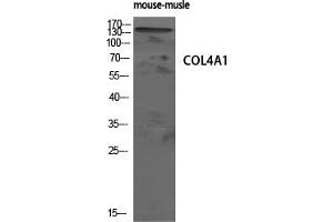 Western Blot analysis of mouse-musle cells using COL4A1 Polyclonal Antibody diluted at 1:500