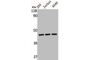 Western Blot analysis of 293 Jurkat A549 cells using BMP-8A Polyclonal Antibody