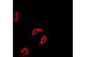 Immunofluorescent analysis of Centrin-2 staining in MCF7 cells. (CETN2 antibody)