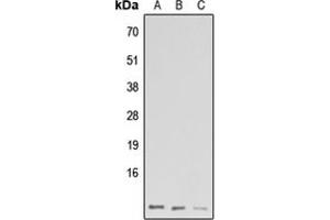Western blot analysis of GNG13 expression in HeLa (A), Raw264. (GNG13 antibody  (N-Term))