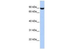 Image no. 1 for anti-Leucine Rich Repeat and Fibronectin Type III Domain Containing 5 (LRFN5) (AA 287-336) antibody (ABIN6741207) (LRFN5 antibody  (AA 287-336))