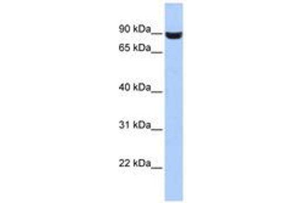 LRFN5 抗体  (AA 287-336)