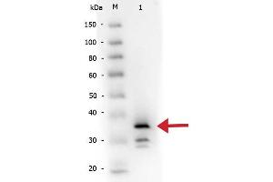Western Blot of Rabbit anti-Carboxypeptidase B antibody Biotin conjugated.