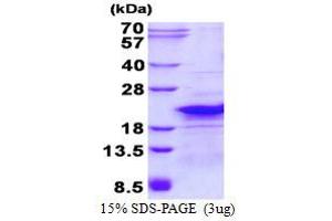 Ribosomal Protein L26-Like 1 (RPL26L1) (AA 1-145) protein (His tag)