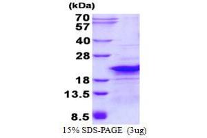 Image no. 1 for Ribosomal Protein L26-Like 1 (RPL26L1) protein (His tag) (ABIN1098410) (RPL26L1 Protein (His tag))