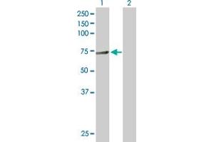 Western Blot analysis of HNRPL expression in transfected 293T cell line by HNRPL MaxPab polyclonal antibody. (HNRNPL antibody  (AA 1-558))