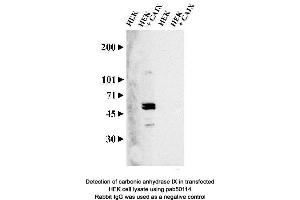 Image no. 2 for anti-Carbonic Anhydrase IX (CA9) (AA 400-500), (C-Term) antibody (ABIN363423) (CA9 antibody  (C-Term))