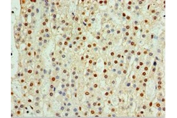 CENPQ antibody  (AA 131-268)