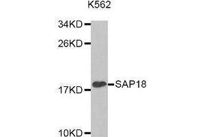 Western Blotting (WB) image for anti-Sin3A-Associated Protein, 18kDa (SAP18) antibody (ABIN1874693) (SAP18 antibody)