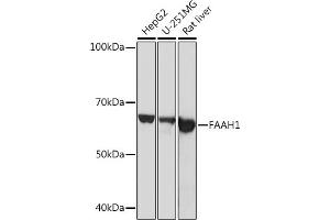 Western blot analysis of extracts of various cell lines, using F Rabbit mAb (ABIN1682600, ABIN3018533, ABIN3018534 and ABIN7101623) at 1:1000 dilution. (FAAH antibody)