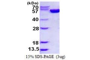 Image no. 1 for Glucose-6-Phosphate Dehydrogenase (G6PD) protein (His tag) (ABIN1098613) (Glucose-6-Phosphate Dehydrogenase Protein (G6PD) (His tag))