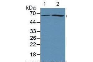 Rabbit Capture antibody from the kit in WB with Positive Control: Sample Lane1: Human 293T cells; Lane2: Human Hela Cells. (PTGS2 ELISA Kit)