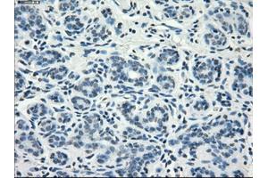 Immunohistochemical staining of paraffin-embedded breast tissue using anti-FCGR2A mouse monoclonal antibody.