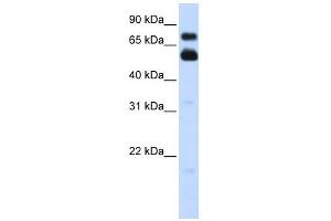 VISA antibody used at 1 ug/ml to detect target protein.