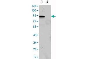 Western blot analysis using KLF4 monoclonal antibody, clone 1E5  against KLF4 (aa 2-470) -hIgGFc transfected HEK293 (1) and HEK293 (2) cell lysate. (KLF4 antibody)