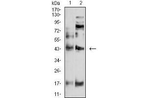 Western blot analysis using P2RY4 mouse mAb against SW620 (1) and A549 (2) cell lysate. (P2RY4 antibody)