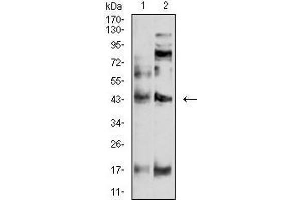 P2RY4 antibody