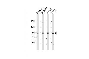 Western Blot at 1:2000 dilution Lane 1: HepG2 whole cell lysate Lane 2: HUVEC whole cell lysate Lane 3: Jurkat whole cell lysate Lane 4: K562 whole cell lysate Lysates/proteins at 20 ug per lane. (RASIP1 antibody  (AA 651-678))