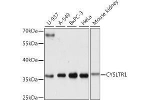 Western blot analysis of extracts of various cell lines, using CYSLTR1 antibody (ABIN7266622) at 1:1000 dilution. (CysLTR1 antibody  (AA 1-100))