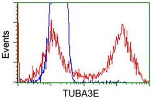 HEK293T cells transfected with either RC209279 overexpress plasmid (Red) or empty vector control plasmid (Blue) were immunostained by anti-TUBA3E antibody (ABIN2453753), and then analyzed by flow cytometry. (TUBA3E antibody)