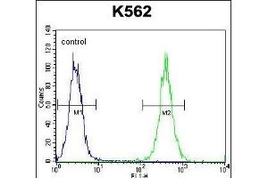 EIF2C2 Antibody (N-term) (ABIN650665 and ABIN2838088) flow cytometric analysis of K562 cells (right histogram) compared to a negative control cell (left histogram). (AGO2 antibody  (N-Term))