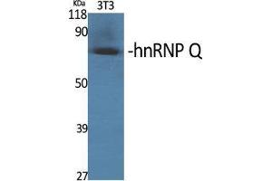 Western Blot (WB) analysis of specific cells using hnRNP Q Polyclonal Antibody.