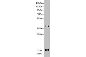 RPP25L antibody  (AA 1-163)