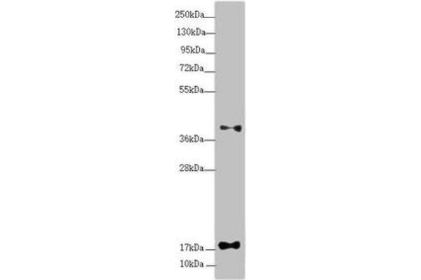 RPP25L 抗体  (AA 1-163)