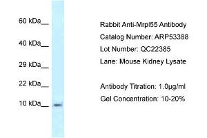 Western Blotting (WB) image for anti-Mitochondrial Ribosomal Protein L55 (MRPL55) (N-Term) antibody (ABIN2785372) (MRPL55 antibody  (N-Term))
